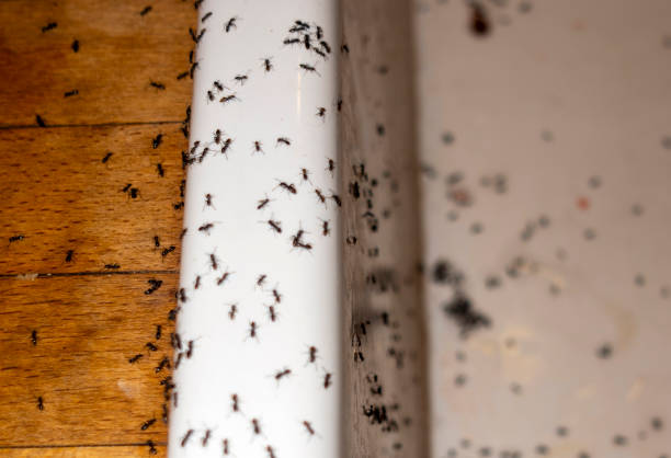 Lake Mills, IA Pest Control Company
