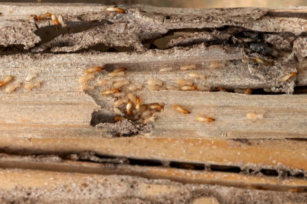 Best Pest Control Treatment  in Lake Mills, IA